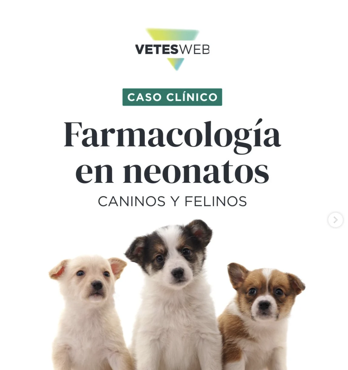 Portada de la microguía de farmacología en neonatos, caninos y felinos